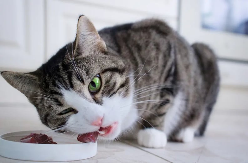 A Comprehensive Guide to Choosing the Best Raw Food for Cats